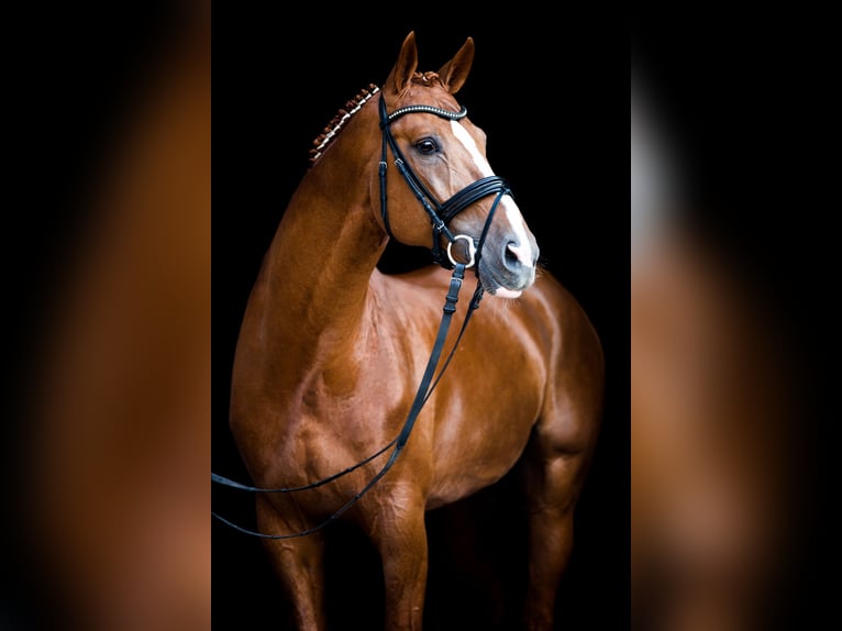 Hannoveraner Hengst in Celle