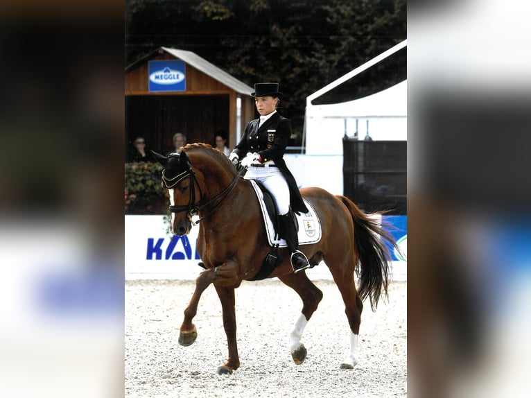 Hannoveraner Hengst in Celle