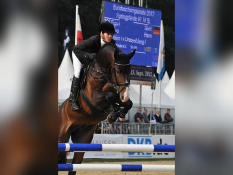 Hannoveraner Hengst Dunkelbrauner in Celle