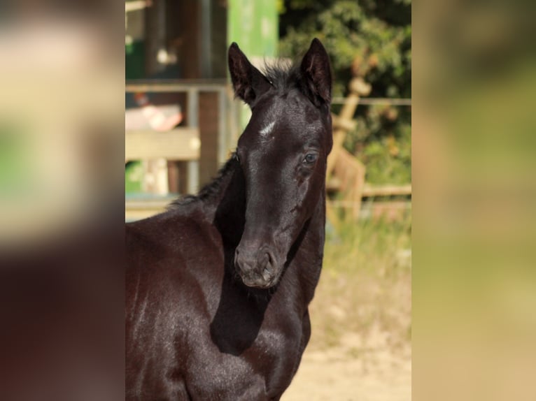 Hannoveraner Hengst  118 cm Rappe in Bramstedt