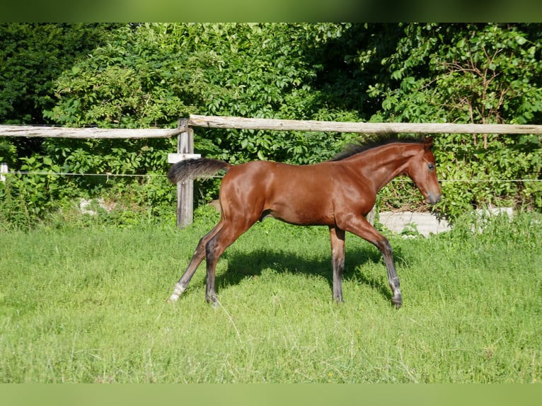 Hannoveraner Hengst Fohlen (05/2025) 125 cm Brauner in Wurster Nordseek&#xFC;ste