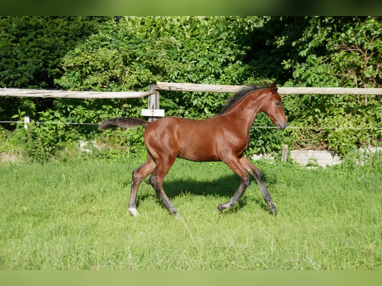 Hannoveraner Hengst Fohlen (05/2025) 125 cm Brauner in Wurster Nordseek&#xFC;ste