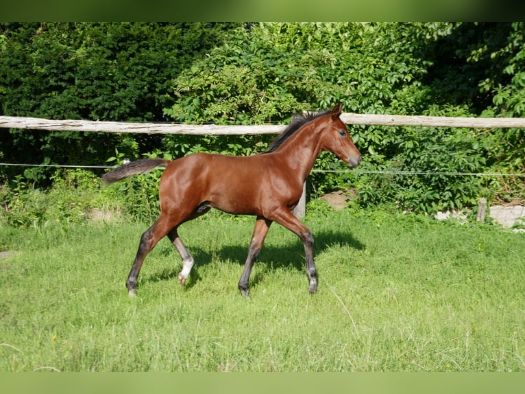 Hannoveraner Hengst Fohlen (05/2025) 125 cm Brauner in Wurster Nordseek&#xFC;ste