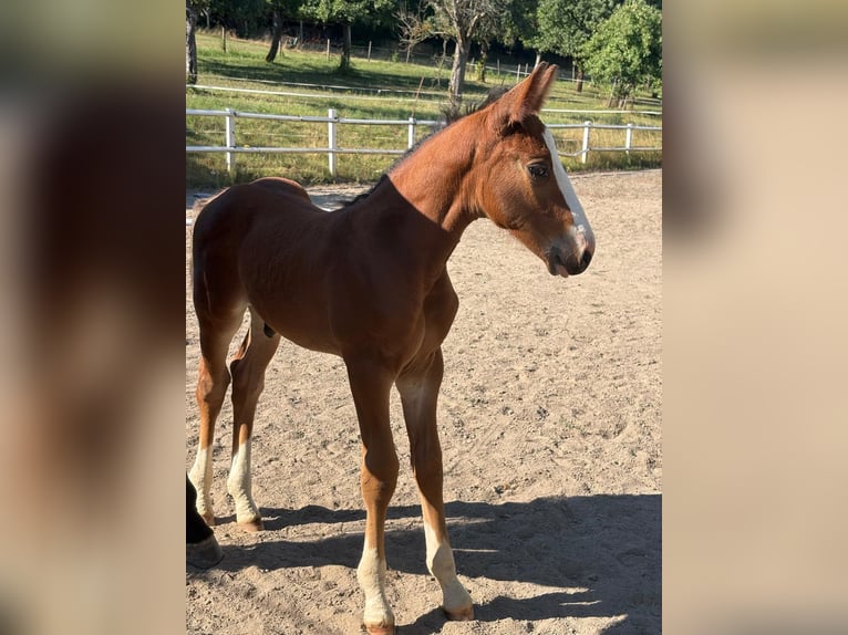 Hannoveraner Hengst Fohlen (05/2026) 165 cm Brauner in Bickendorf