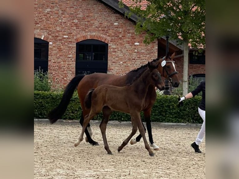 Hannoveraner Hengst Fohlen (04/2025) 165 cm Dunkelbrauner in Stubben