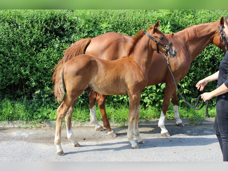 Hannoveraner Hengst Fohlen (05/2024) 165 cm Dunkelfuchs in Gleichen