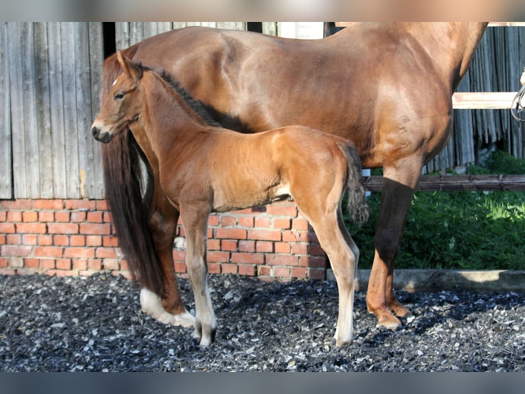Hannoveraner Hengst  166 cm Brauner in Wingst