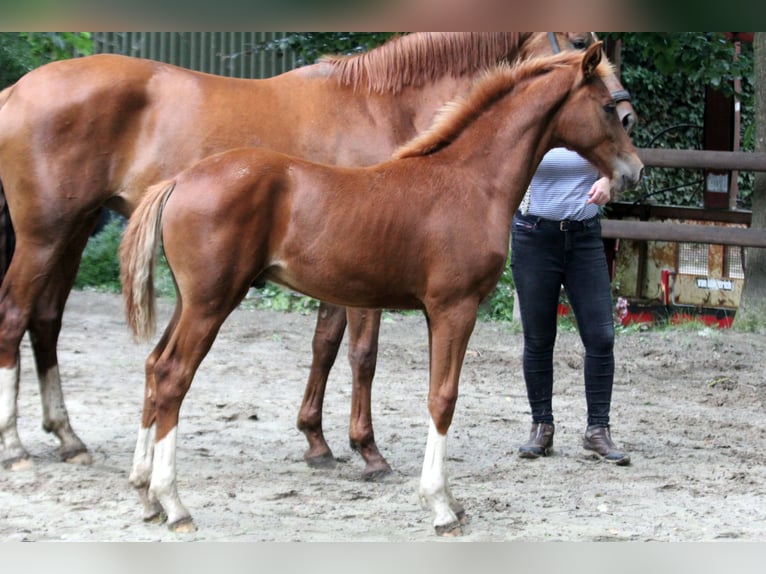 Hannoveraner Hengst Fohlen (03/2025) 166 cm Fuchs in Kutenholz
