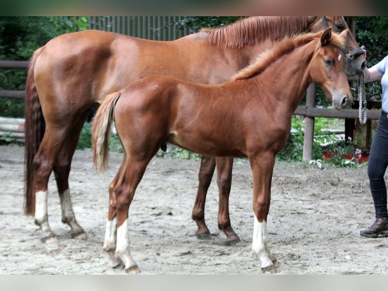 Hannoveraner Hengst Fohlen (03/2025) 166 cm Fuchs in Kutenholz