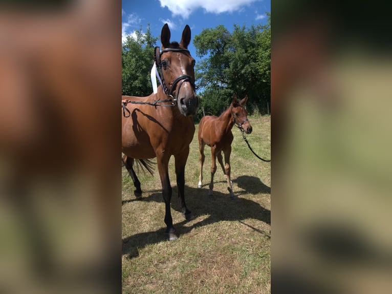 Hannoveraner Hengst  167 cm Brauner in Hahnst&#xE4;tten