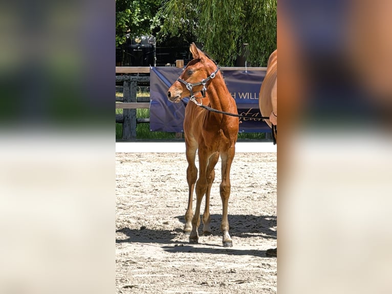 Hannoveraner Hengst  167 cm Brauner in Hahnst&#xE4;tten