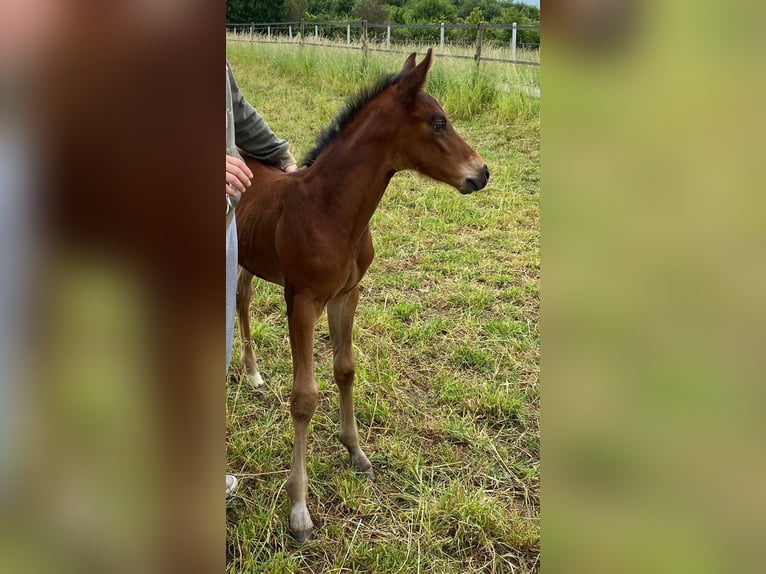 Hannoveraner Hengst  167 cm Brauner in Hahnst&#xE4;tten