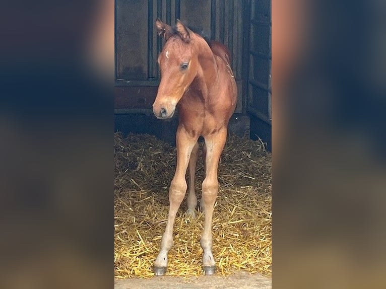 Hannoveraner Hengst  167 cm Brauner in Hahnst&#xE4;tten