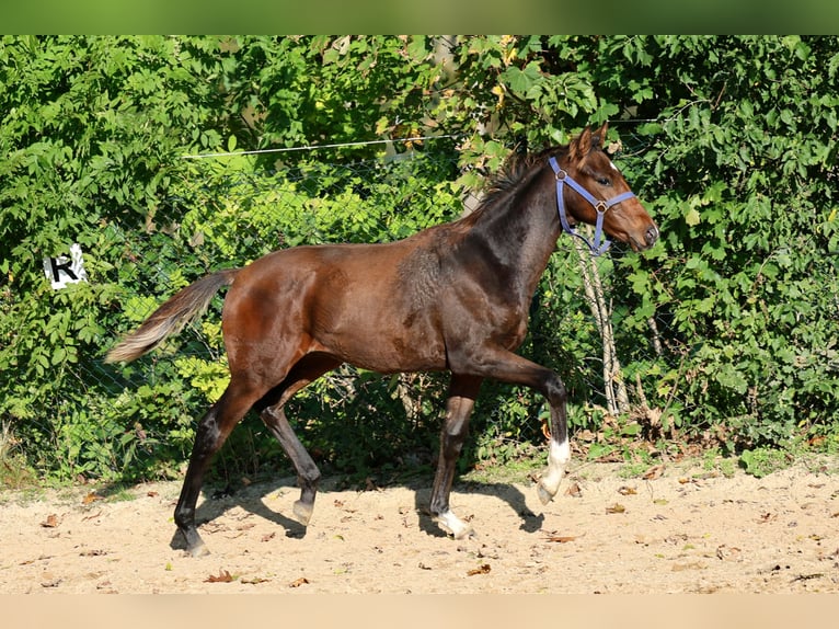 Hannoveraner Hengst Fohlen (04/2026) 168 cm Brauner in Kutenholz