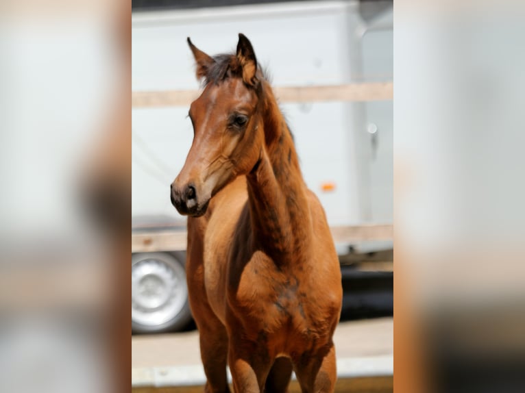 Hannoveraner Hengst  168 cm Brauner in Wingst