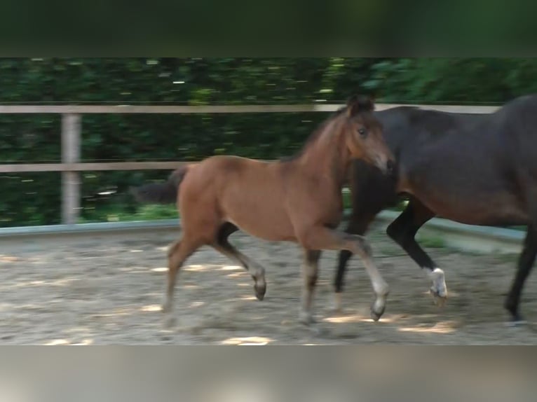 Hannoveraner Hengst  168 cm Brauner in Wingst