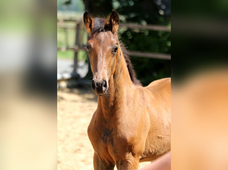 Hannoveraner Hengst  168 cm Brauner in Wingst