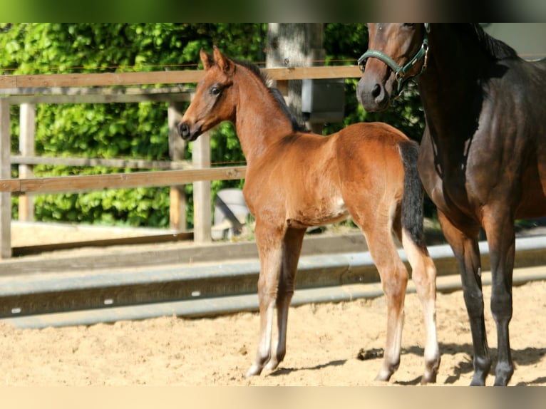 Hannoveraner Hengst  168 cm Brauner in Wingst