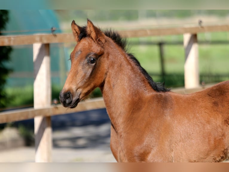 Hannoveraner Hengst  168 cm Brauner in Wingst