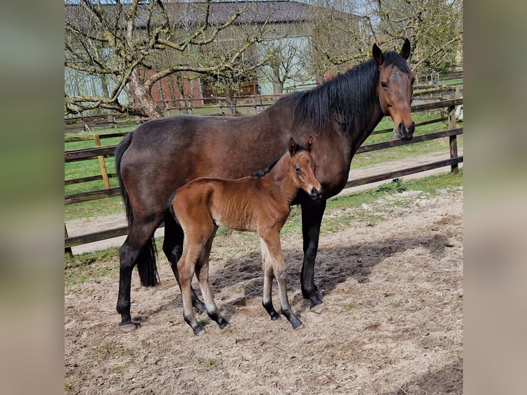 Hannoveraner Hengst Fohlen (04/2026) 168 cm Brauner in Reinstorf