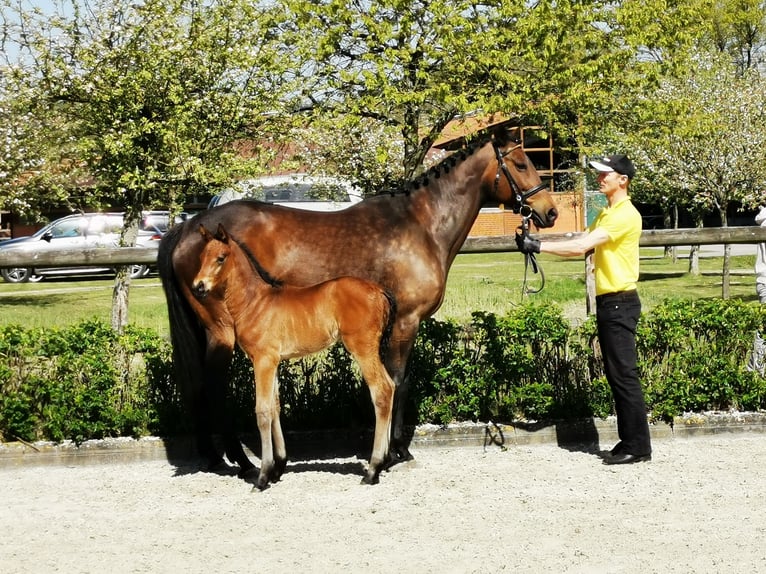 Hannoveraner Hengst Fohlen (04/2026) 168 cm Brauner in Reinstorf