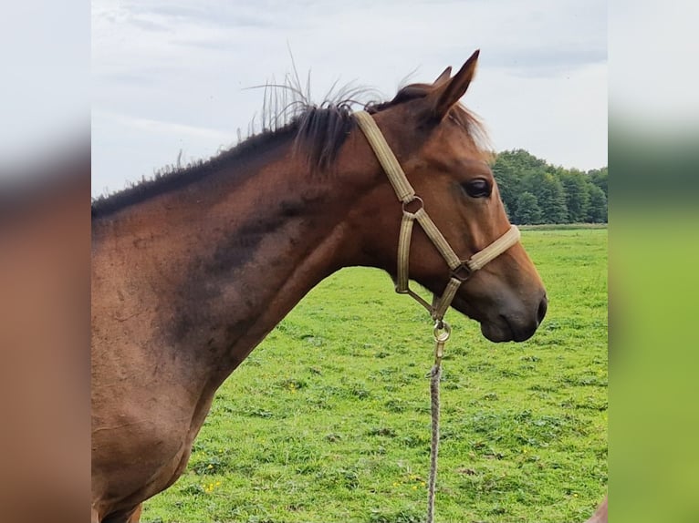 Hannoveraner Hengst Fohlen (04/2026) 168 cm Brauner in Reinstorf