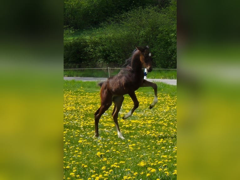 Hannoveraner Hengst Fohlen (03/2025) 168 cm Dunkelbrauner in Felde