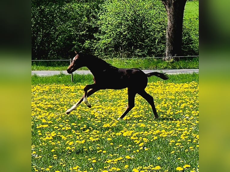 Hannoveraner Hengst Fohlen (03/2025) 168 cm Dunkelbrauner in Felde