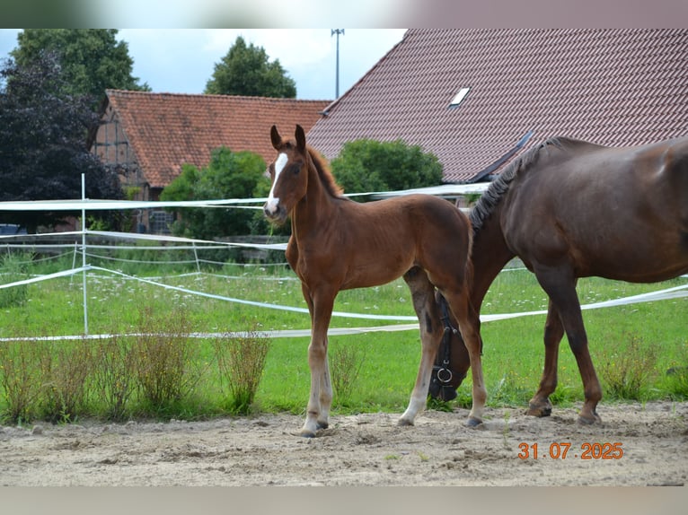 Hannoveraner Hengst Fohlen (04/2025) 168 cm Dunkelfuchs in Neustadt