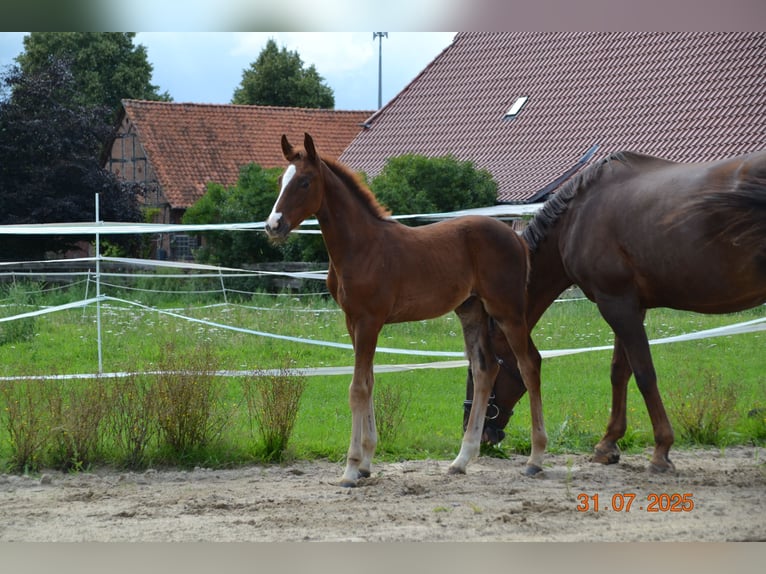 Hannoveraner Hengst Fohlen (04/2025) 168 cm Dunkelfuchs in Neustadt