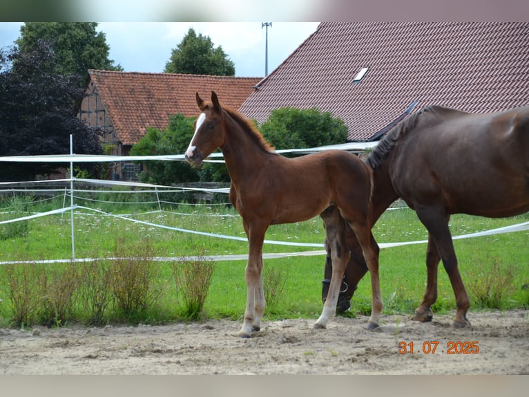 Hannoveraner Hengst Fohlen (04/2025) 168 cm Dunkelfuchs in Neustadt