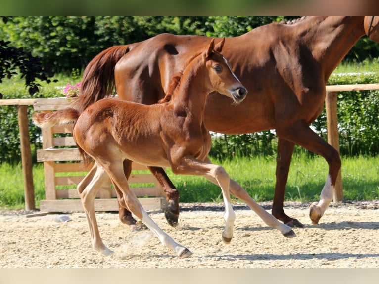 Hannoveraner Hengst Fohlen (05/2024) 168 cm Fuchs in Kutenholz