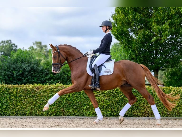 Hannoveraner Hengst  168 cm Fuchs in Selters
