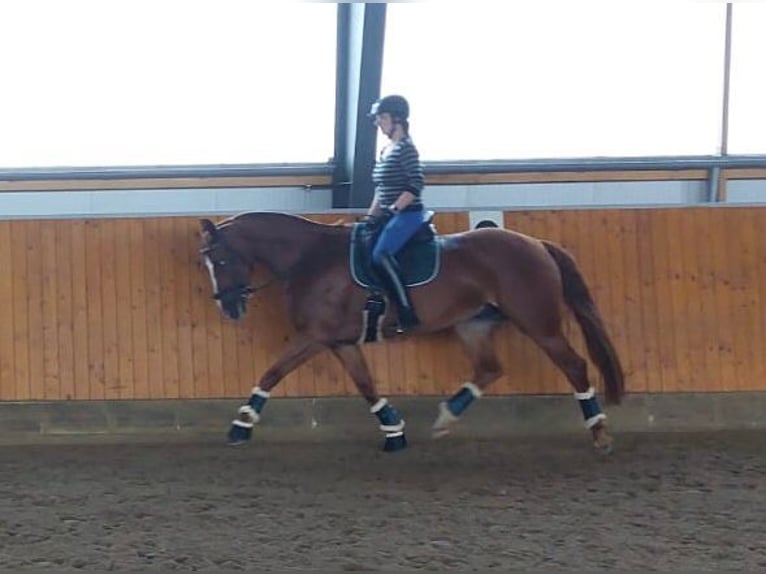 Hannoveraner Hengst  168 cm Fuchs in Stafstedt