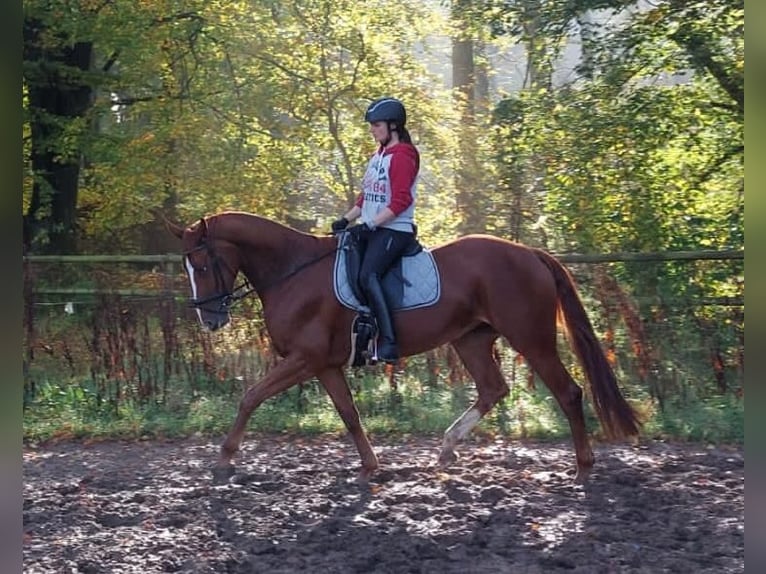 Hannoveraner Hengst  168 cm Fuchs in Stafstedt