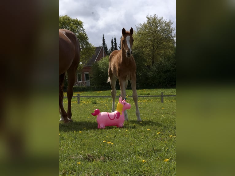 Hannoveraner Hengst  168 cm Fuchs in Stafstedt