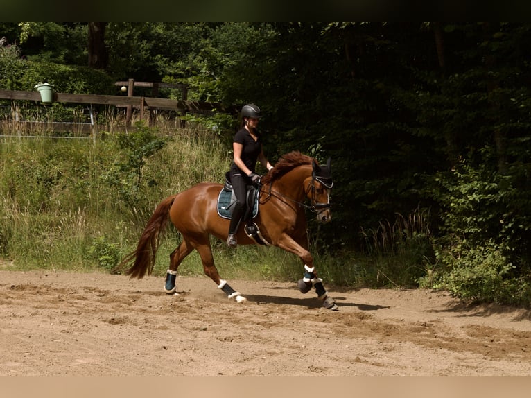 Hannoveraner Hengst  168 cm Fuchs in Stafstedt