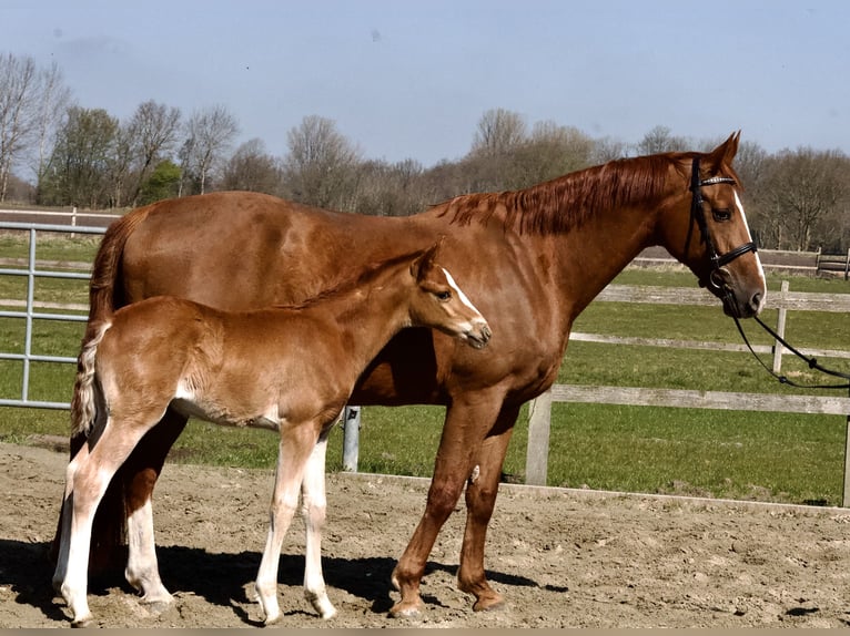 Hannoveraner Hengst  168 cm Fuchs in Stafstedt