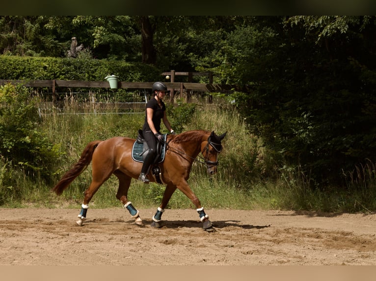 Hannoveraner Hengst  168 cm Fuchs in Stafstedt