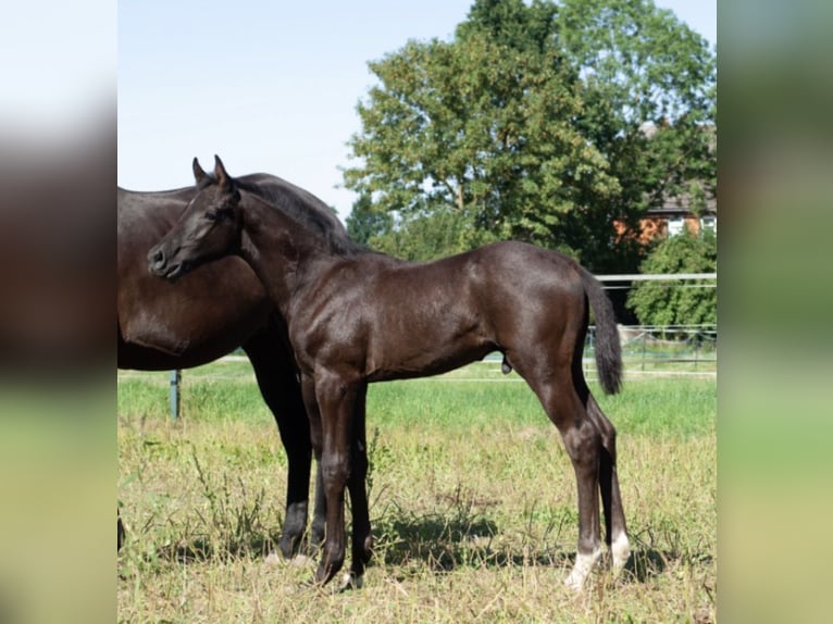 Hannoveraner Hengst Fohlen (05/2026) 168 cm Rappe in Bockenem