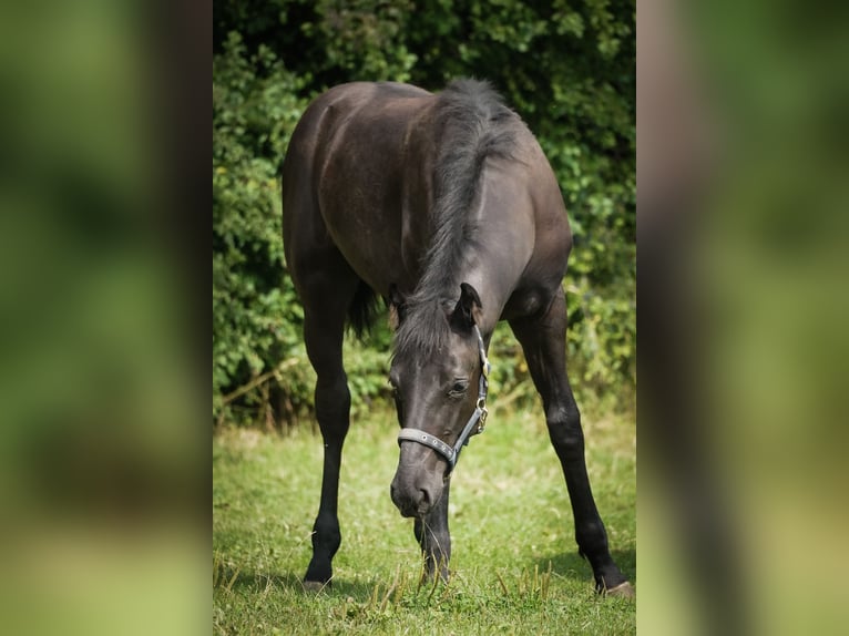 Hannoveraner Hengst Fohlen (02/2025) 168 cm Rappe in Nettersheim