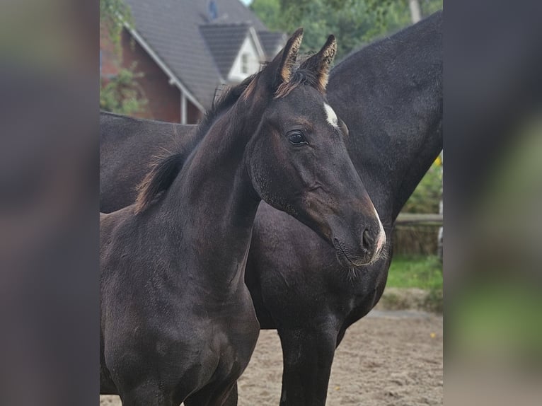 Hannoveraner Hengst Fohlen (04/2025) 168 cm Rappe in Tespe