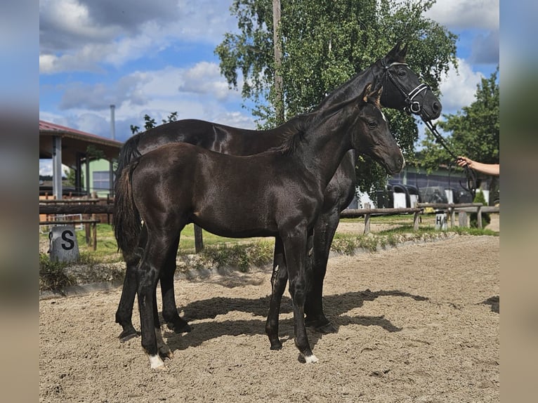 Hannoveraner Hengst Fohlen (04/2025) 168 cm Rappe in Tespe