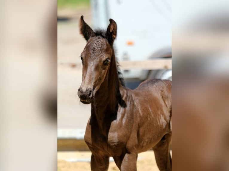 Hannoveraner Hengst  168 cm Rappe in Kutenholz
