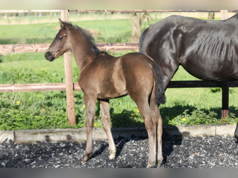 Hannoveraner Hengst  168 cm Rappe in Kutenholz