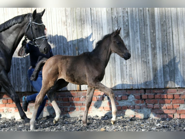 Hannoveraner Hengst  168 cm Rappe in Kutenholz