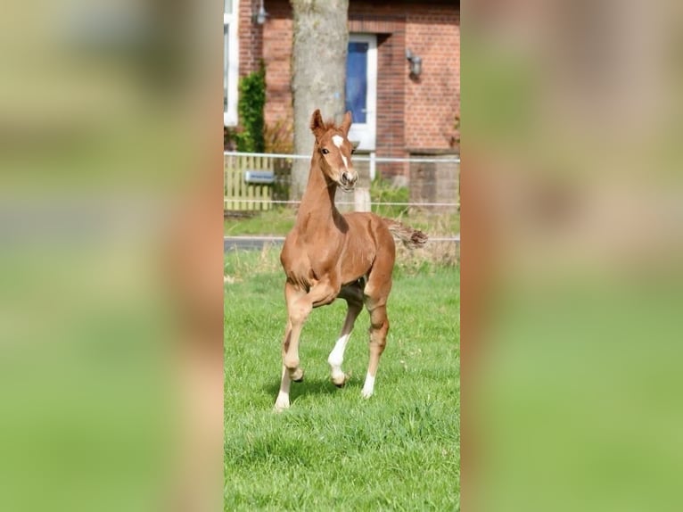 Hannoveraner Hengst  169 cm Fuchs in Walsrode