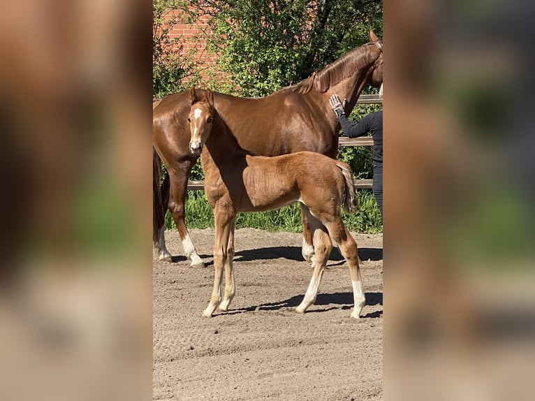 Hannoveraner Hengst  169 cm Fuchs in Walsrode