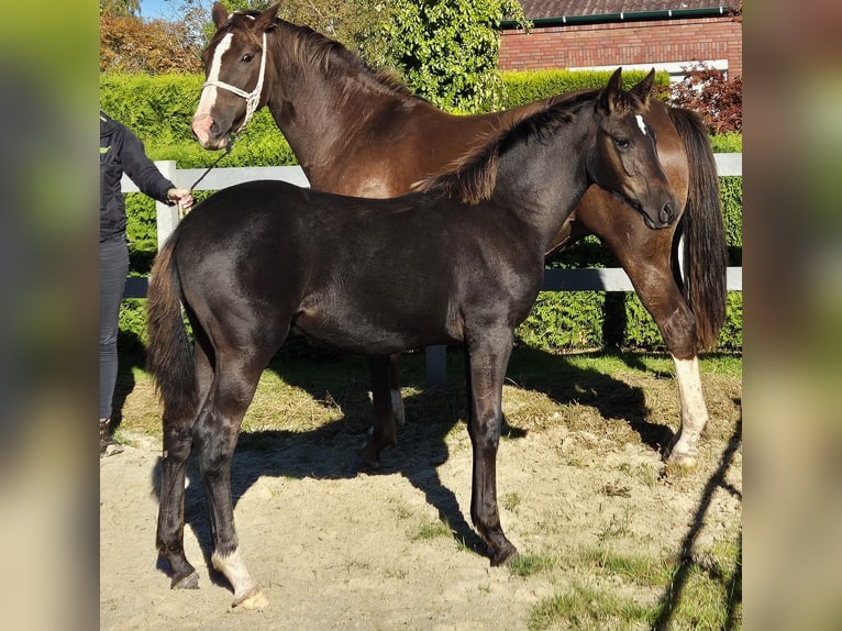 Hannoveraner Hengst Fohlen (05/2024) 169 cm Rappe in Ochtersum