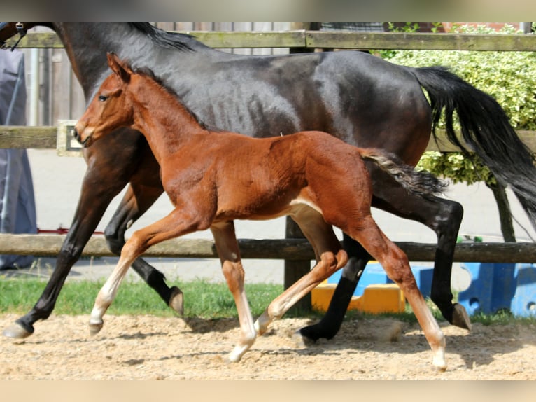 Hannoveraner Hengst  170 cm Brauner in Deinste